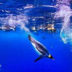 From Becky's "Deep Weddell Sea Scuba Diving & Snorkeling" presentation.