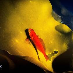 From Becky's "Deep Weddell Sea Scuba Diving & Snorkeling" presentation.