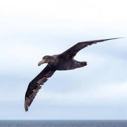 Southern giant petrel using the winds to stay afloat.
