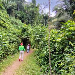 Starting the Jungle Trail...