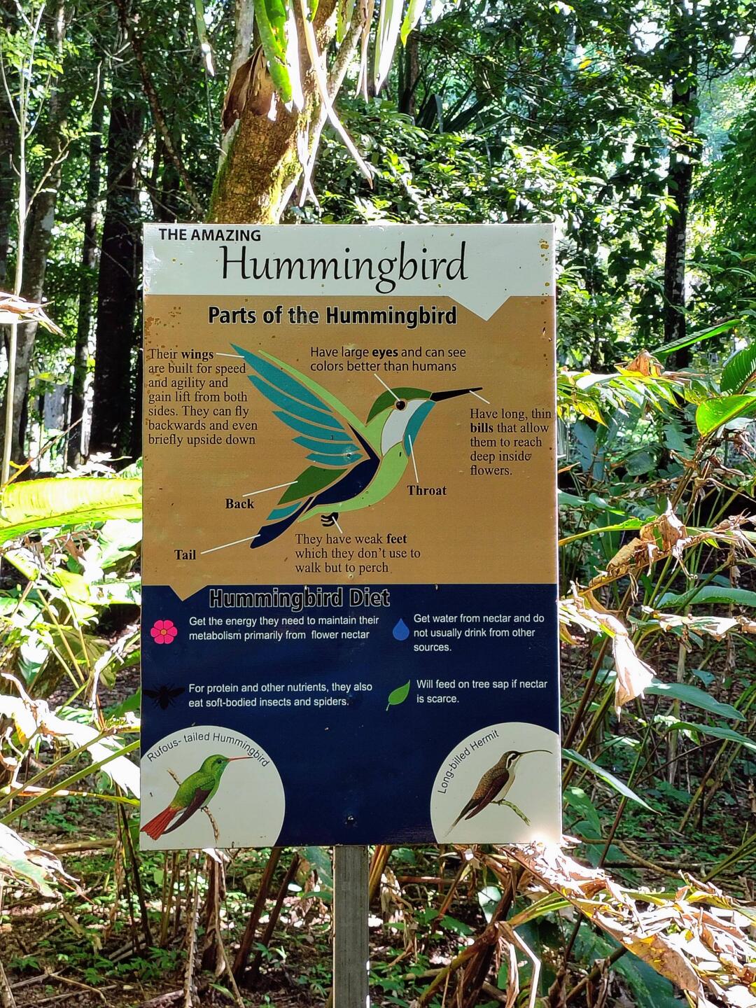 Am Hummingbird-Highway ...