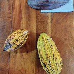 Kakao-Früchte fallen nicht vom Baum, sondern wollen gepflückt werden.