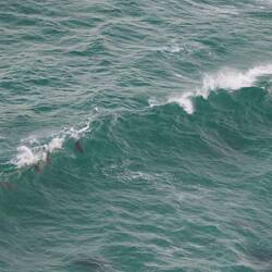 Delfine i de Wälle, oder wie d Stefi würd säge: d Gödlä am surfä