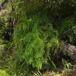 Knäuelfarn, Korallenfarn