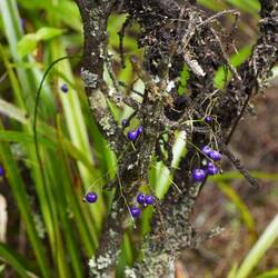 Turutu oder Tintenbeere