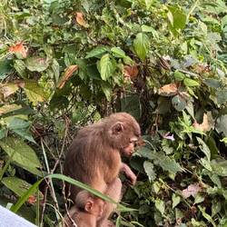 Nördliche Schweinsaffen