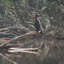 Kormoran