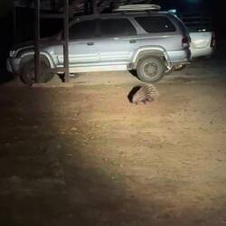 Malayische Stachelschwein