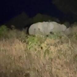 Asiatische Elefanten