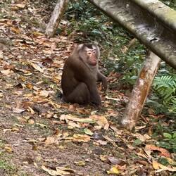 Nördliche Schweinsaffe