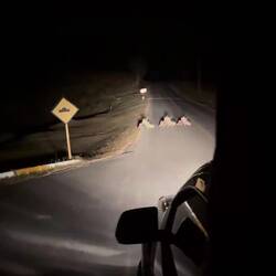 Malayische Stachelschweine