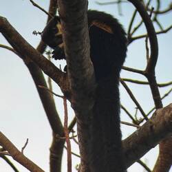 Schwarze Rieseneichhörnchen