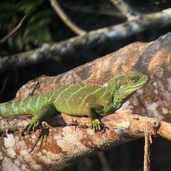 Chinesische Wasseragame