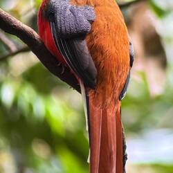 Orangebrusttrogon