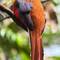 Orangebrusttrogon
