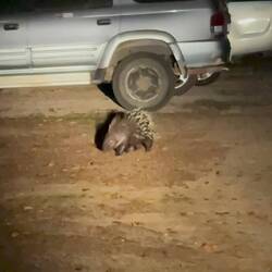 Malayische Stachelschwein