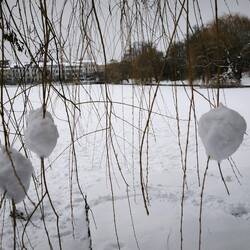 Schneeballbaum