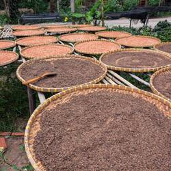 Pfeffer, der in der Sonne zum trocknen ausgelegt wird ☀️