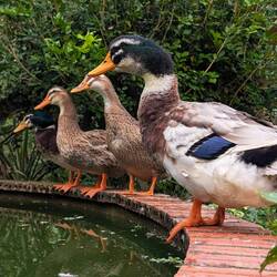 Jumbo-Enten 🦆. Habt ihr schon mal so große Enten gesehen?😳😁