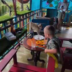 Affen-Besuch im Restaurant 🙊😁