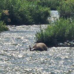 A dead buffalo we found in the river