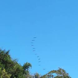 Ausflug der Pelikanfamilie