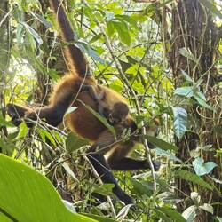 Faultier mit Jungtier