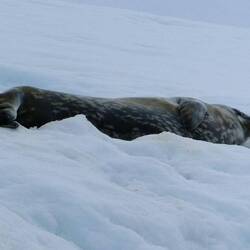 Weddelrobbe