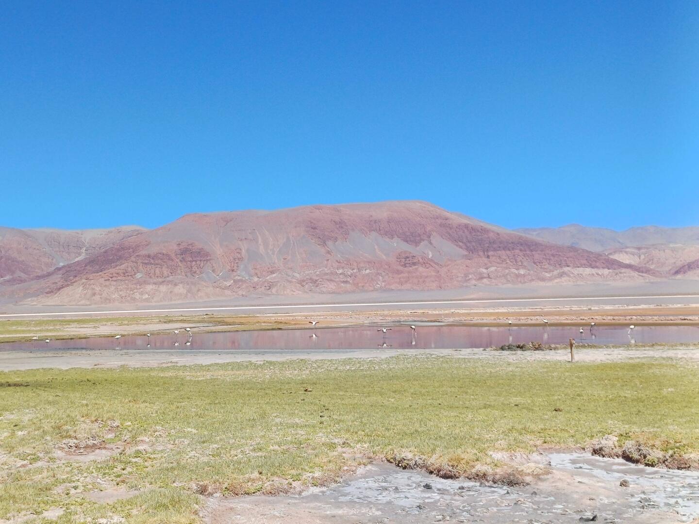 Flamingos in der Lagune