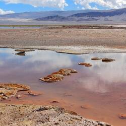 Stromatolithen (produzieren Sauerstoff)