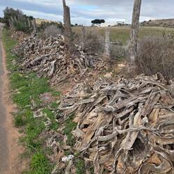 Tote Agave, gespritzt 🤔🤷