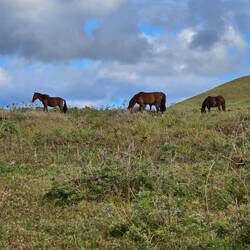 Horses Everywhere