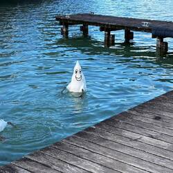 Kennt jemand diese lustigen Tiere?