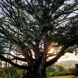 Ein gigantischer Baum im Garten