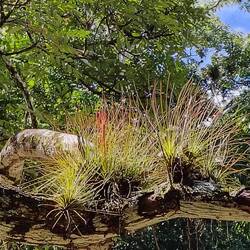 Was sich außer den Epiphyten noch so alles auf den Bäumen des Regenwaldes rumtreibt ...