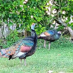 Aber von Anfang an - am Abend vorher besuchen uns buntgefiederte Pfauentruthühner ...
