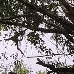 ...die geschickten Spider Monkeys ... mit fünf nutzbaren Gliedmaßen ...