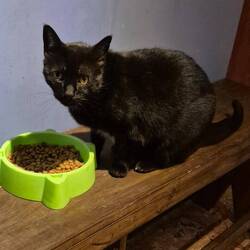 Hausmmitbewohnerin ,Cebu'