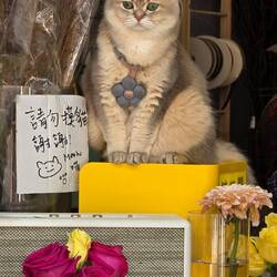 Sie hat den Kassenbereich eines Blumenladens bewacht.