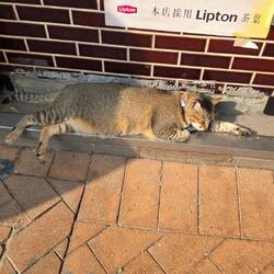 Super Schlafhaltung mitten auf der belebten Straße