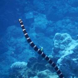 De Katuali (van internet geplukt)