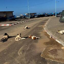 Die Hunde leben hier, wie es ihnen passt! 🤣