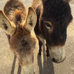 Und wird von diesen netten Eseln begrüßt, die schon kommen, während ich noch im Wagen sitze 🫶💫❤️