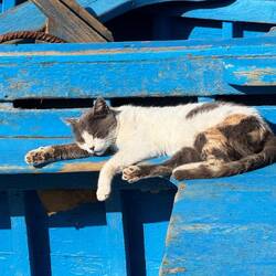Auch die Katzen leben hier, wie sie wollen 🫠