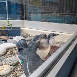 Little Blue Penguins