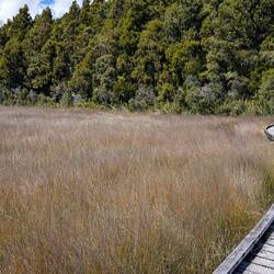 Wetlands in Okarito