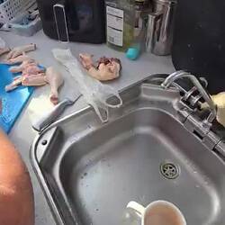 Prepping the chickens for me freezer 😬