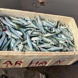 As fresh as seafood gets