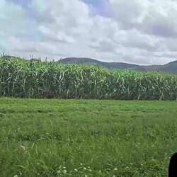 Sugar cane!