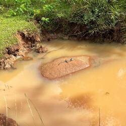 Ein Baby-Krokodil im Nationalpark